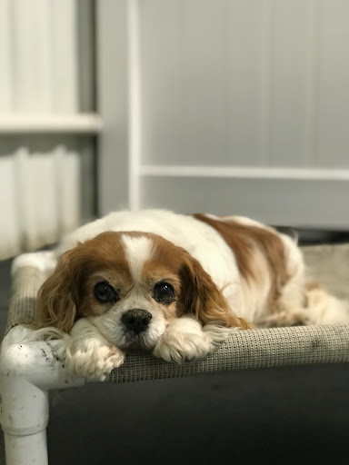 Pet Store «Happy, Clean and Smart», reviews and photos, 5700 W Kilgore Ave, Muncie, IN 47304, USA