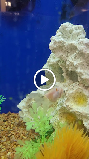 Pet Supply Store «PetSmart», reviews and photos, 4824 211th St, Matteson, IL 60443, USA