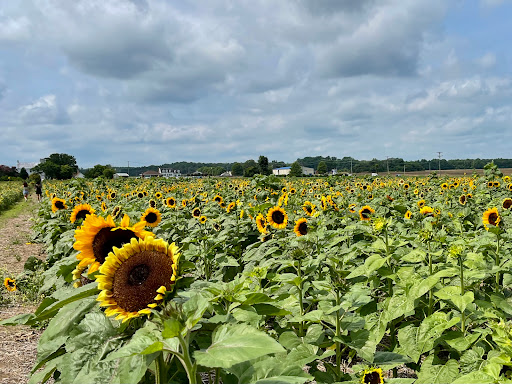 Fruit and Vegetable Store «Henley Farm», reviews and photos, 3513 Charity Neck Rd, Virginia Beach, VA 23456, USA