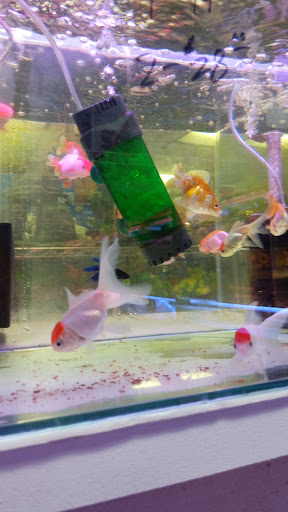 Pet Store «D D Fish & Pets», reviews and photos, 2413 S Fairview St, Santa Ana, CA 92704, USA
