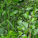 Photo n°12 de l'avis de Dino.e fait le 06/06/2022 à 19:38 sur le  Dalheimer Mühle à Wegberg