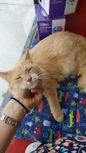 Pet Supply Store «Dogge Style Pets Passyunk», reviews and photos, 1700 E Passyunk Ave, Philadelphia, PA 19148, USA