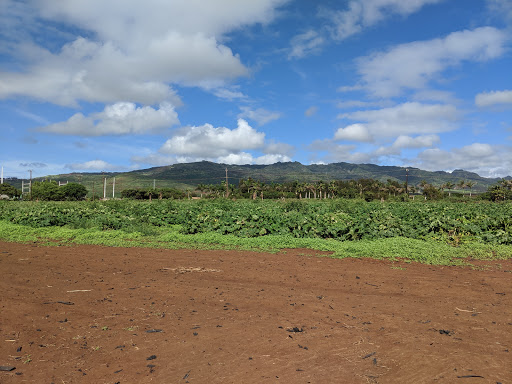 Aloun Farms