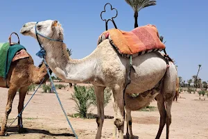 Cheval Buggy & Dromadaire Marrakech image