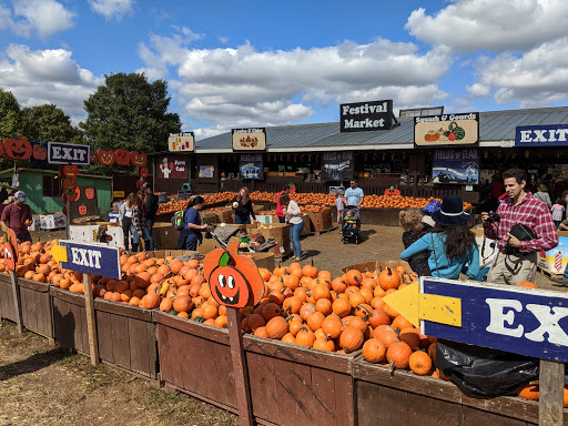 Pumpkin patch Arlington