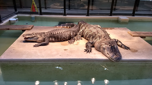 Park «Phillips Park», reviews and photos, 901 Ray Moses Dr, Aurora, IL 60505, USA