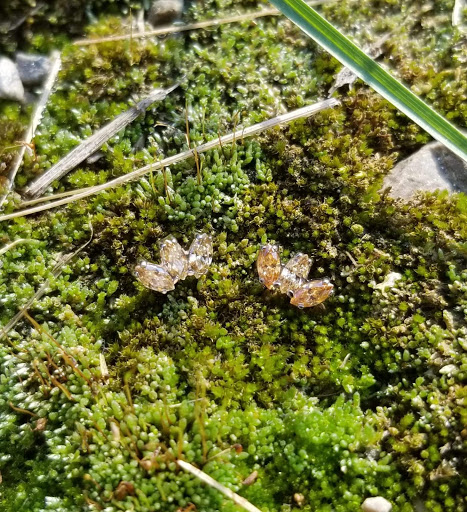 Explore e.t. tattoo ideas, creative tattoo ideas in Toledo, available at Piercings by Caitlin presents Holier Toledo