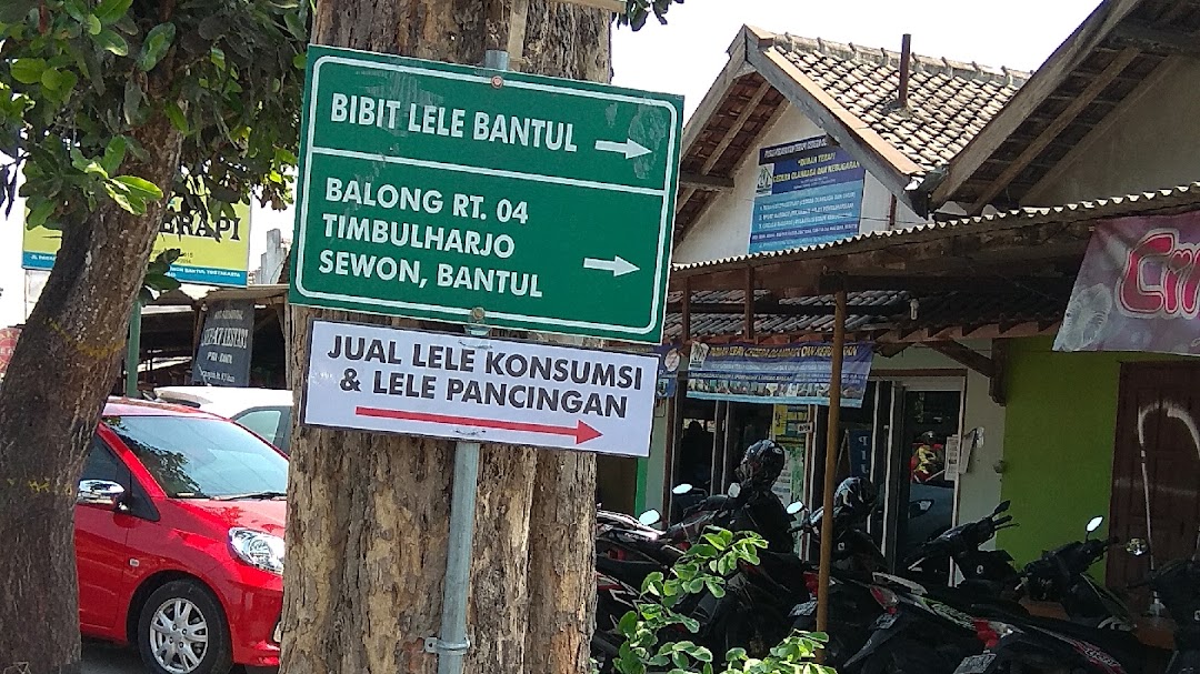 Bibit lele bantul