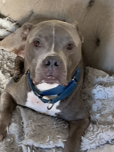 Pet Store «Abrams and Weakley General Store for Animals», reviews and photos, 3963 N 6th St, Harrisburg, PA 17110, USA