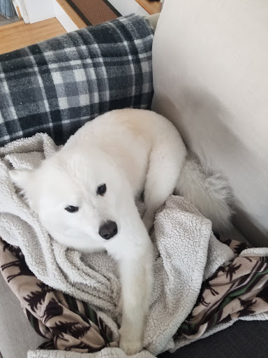 Pet Supply Store «PetSmart», reviews and photos, 1130 SE Everett Mall Way, Everett, WA 98208, USA