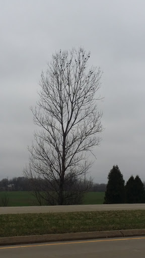 Golf Course «Big Oaks Golf Course», reviews and photos, 6117 123rd Pl, Pleasant Prairie, WI 53142, USA