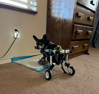 Arizona Veterinary Physical Rehabilitation - Photo 9 - Car repair in Glendale, AZ, Glendale