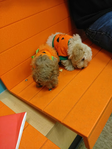 Pet Supply Store «PetSmart», reviews and photos, 4400 Fort Jackson Blvd #300, Columbia, SC 29209, USA