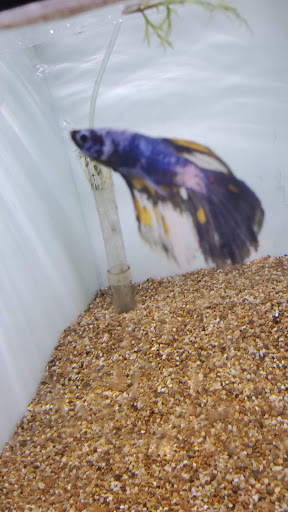 Tropical Fish Store «Ocean Blue Aquarium», reviews and photos, 2246 Aloma Ave, Winter Park, FL 32792, USA