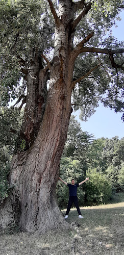 Értékelések erről a helyről: Révleanyvár ősfája Védett fehér nyárfa, Dámóc - Múzeum