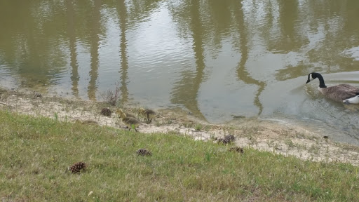 Country Club «Pinewood Golf & Country Club», reviews and photos, 405 Country Club Blvd, Slidell, LA 70458, USA