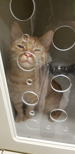 Pet Supply Store «Petco Animal Supplies», reviews and photos, 1018 Mt Prospect Plaza, Mt Prospect, IL 60056, USA