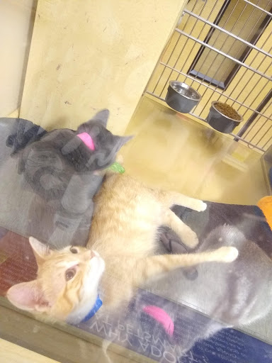 Pet Supply Store «PetSmart», reviews and photos, 9970 Sowder Village Square, Manassas, VA 20109, USA