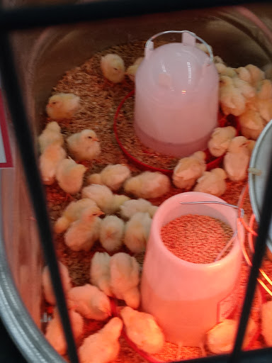 Home Improvement Store «Tractor Supply Co.», reviews and photos, 1149 E Main St, Ravenna, OH 44266, USA