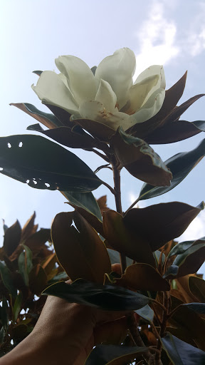 Golf Course «Bur-Mil Park Golf Course», reviews and photos, 5834 Bur-Mill Club Rd, Greensboro, NC 27410, USA