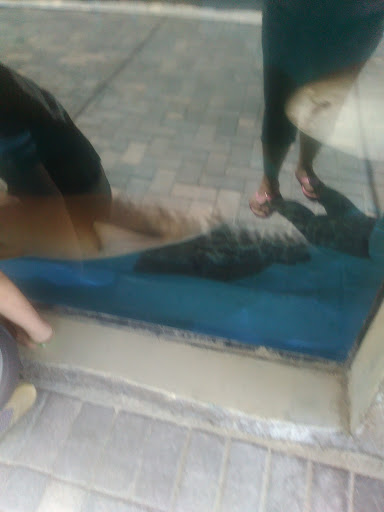 Aquarium «Florida Keys Aquarium Encounters», reviews and photos, 11710 Overseas Hwy, Marathon, FL 33050, USA