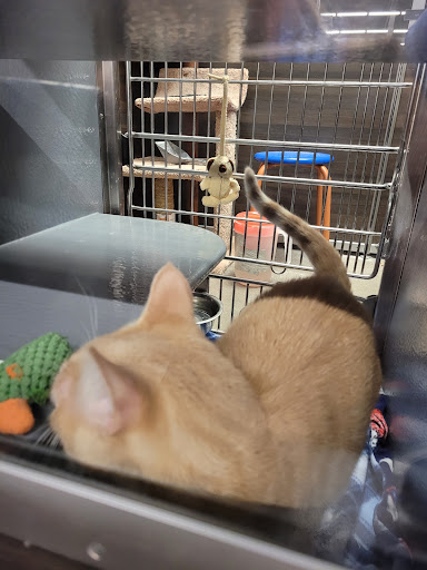 Pet Store «PetSmart», reviews and photos, 10451 Baltimore St NE, Blaine, MN 55449, USA