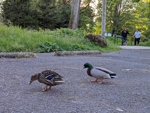 Park «Island Park», reviews and photos, 200 W B St, Springfield, OR 97477, USA