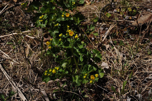 Nature Preserve «Teichner Preserve: The Leelanau Conservancy», reviews and photos, 5234 S Lime Lake Rd, Cedar, MI 49621, USA