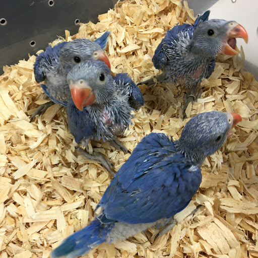 Pet Store «Exotic Tropical Petworld LLC.», reviews and photos, 1716 W Hackberry Ave, McAllen, TX 78501, USA