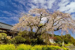 安楽寺のしだれ桜 image