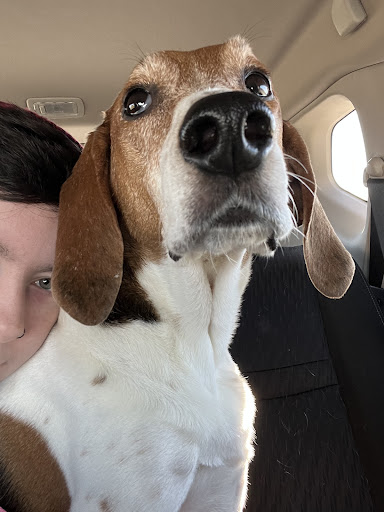 New River Veterinary Specialists image