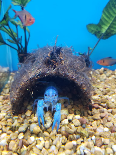 Pet Supply Store «Petco Animal Supplies», reviews and photos, 27815a Santa Margarita Pkwy, Mission Viejo, CA 92691, USA