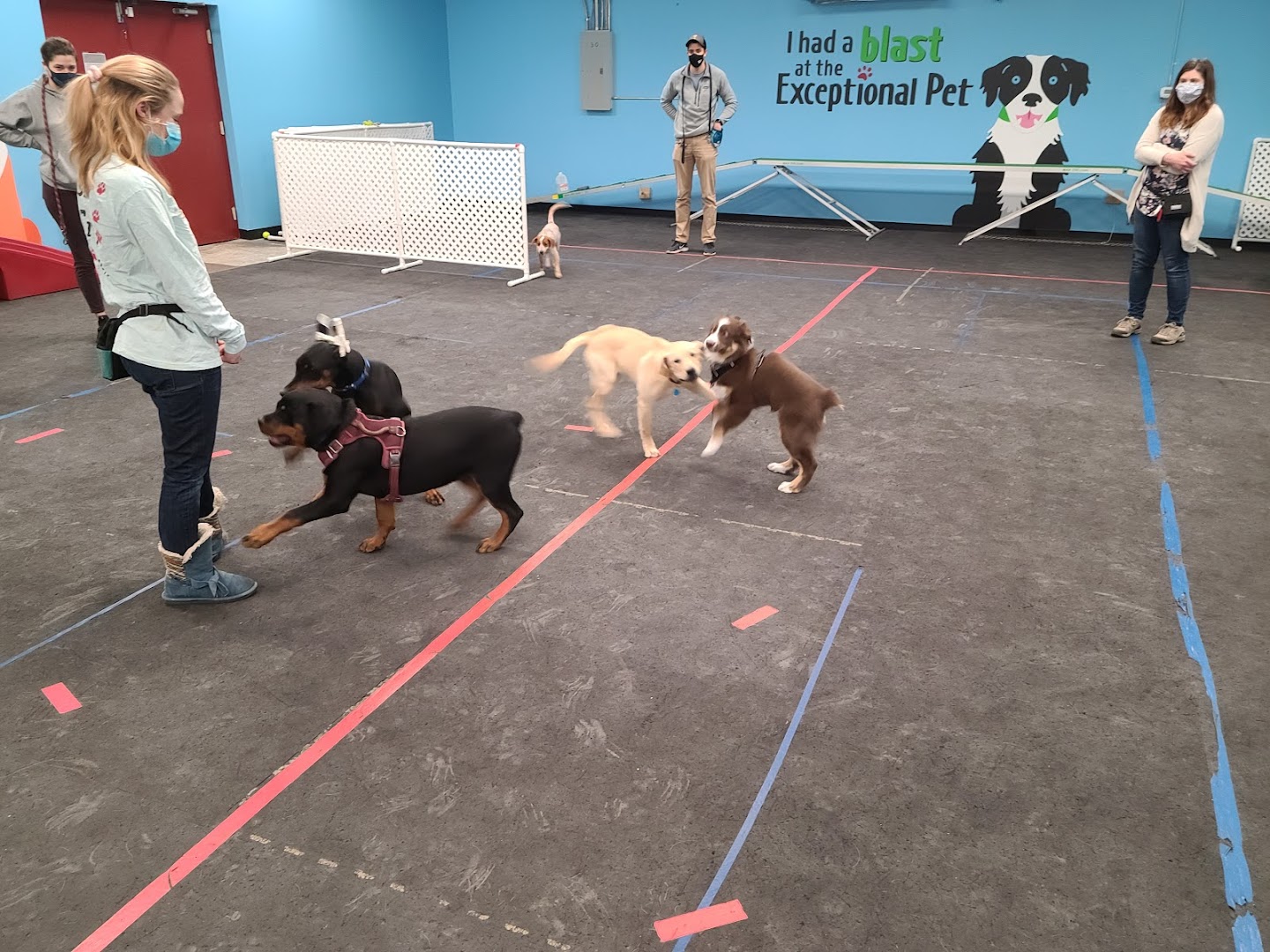 Exceptional Pet Dog Training Center