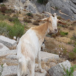 Photo n°3 de l'avis de Eveline.. fait le 09/09/2021 à 15:36 sur le  Pizzeria Chiosco Monte Longu à Cala Gonone