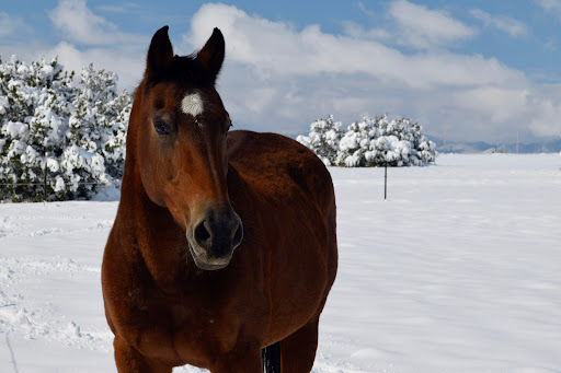 360 Equine Veterinary Services and Dentistry image