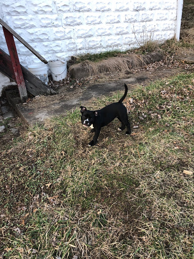 Pet Supply Store «Petco Animal Supplies», reviews and photos, 2723 Stroschein Rd, Monroeville, PA 15146, USA