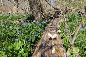 Bluebell Trail image