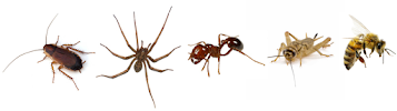 On The Fly - Palm Desert Termite & Pest Control