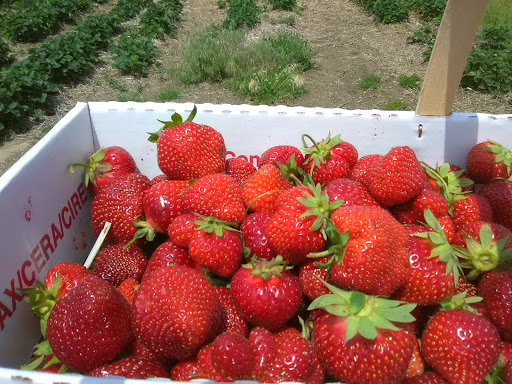 Four Town Farm, 90 George St, Seekonk, MA 02771, USA, 