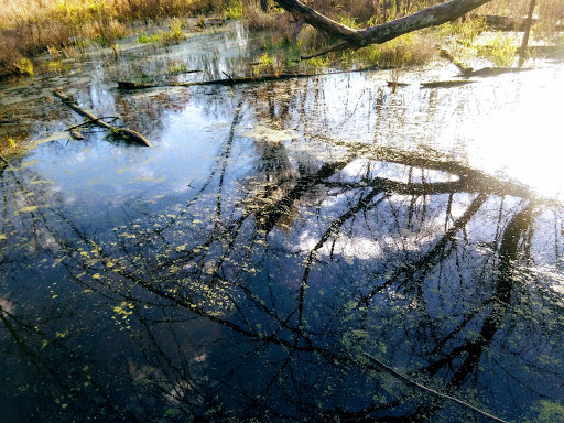 Nature Preserve «The Grove», reviews and photos, 1421 Milwaukee Ave, Glenview, IL 60025, USA