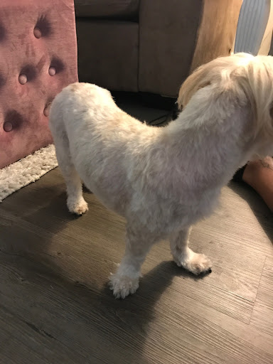 Pet Supply Store «Petco Animal Supplies», reviews and photos, 2955 Cobb Pkwy SE #410, Atlanta, GA 30339, USA