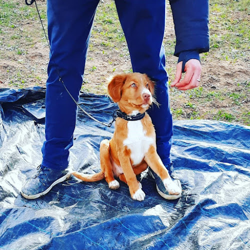 Cours Chiens - Lausanne