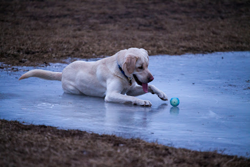 Dog Park «Beck Lake Off-Leash Dog Area», reviews and photos, 9700 Gloria Ct, Glenview, IL 60025, USA