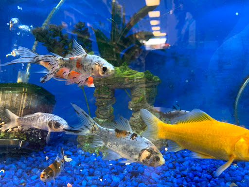 Pet Store «Petland Discounts - Derby», reviews and photos, 49 State Rte 727 # 12, Derby, CT 06418, USA