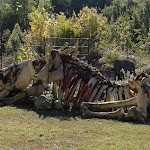 Photo n° 13 de l'avis de Julie.O fait le 02/10/2018 à 18:48 pour Paléosite à Saint-Césaire