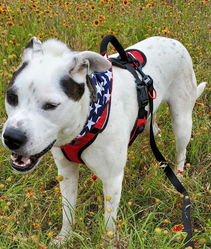 Park «Chapman Park», reviews and photos, 1803 Alexander Dr, Waxahachie, TX 75165, USA