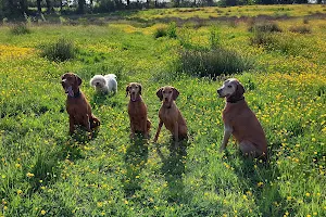 Holmans Dog Walking Fields image