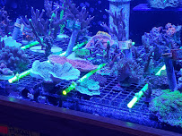 Sea Escapes Inc - Photo 5 - Car repair in South Elgin, IL, Elgin