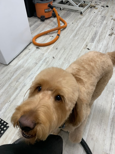 Pet Store «DipidyDawg Gourmet Dog Bakery & Boutique», reviews and photos, 21301 S Tamiami Trail Suite 430, Estero, FL 33928, USA