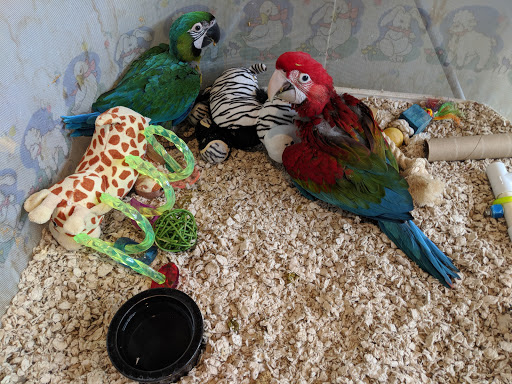 Bird Shop «Parrot & Bird Emporium Inc», reviews and photos, 360 N Westfield St, Feeding Hills, MA 01030, USA